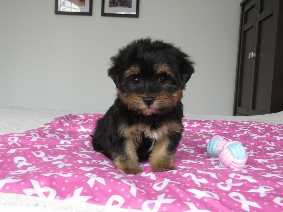 IMG_0438 - Copie.JPG