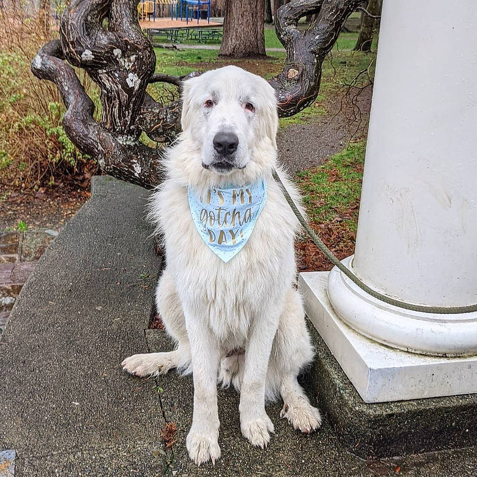 A Pack Above LLC - Dog Walking for Kirkland, Redmond, Woodinville, Bothell, Bellevue, Kenmore - Dog Walker - Pack Walks