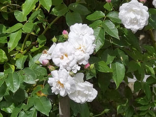 La rose, Christian Dior, la Villa “Les Rhumbs” à Granville