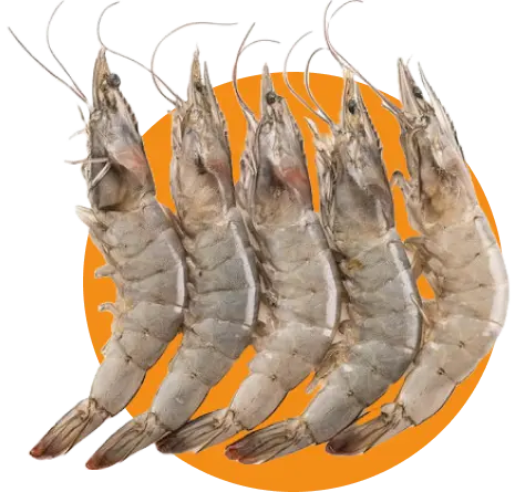 Vaname Shrimp