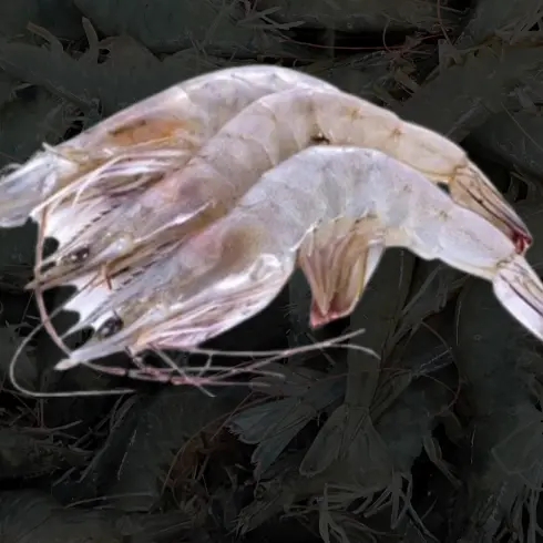 Raw Head-On Shell On (HOSO)