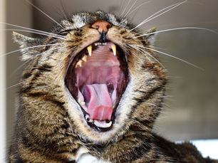 GENGIVO STOMATITE CRONICA FELINA