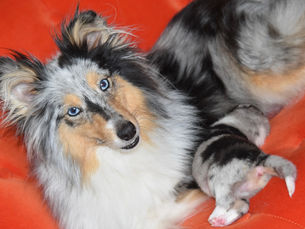 PSEUDOCIESI: LA GRAVIDANZA ISTERICA