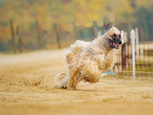 TUMORI TESTICOLARI DEL CANe