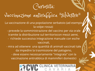 QUANDO E PERCHE’ E’ NECESSARIA LA VACCINAZIONE ANTIRABBICA?