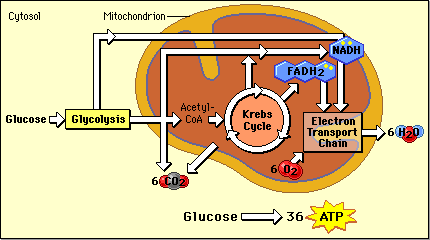 A Brief History of Metabolic Power
