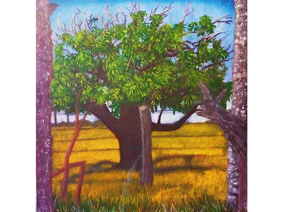 Mangueira em Trairas