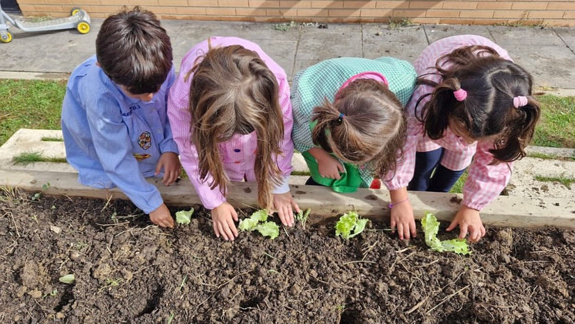 La plantación en el huerto de infantil 🪴