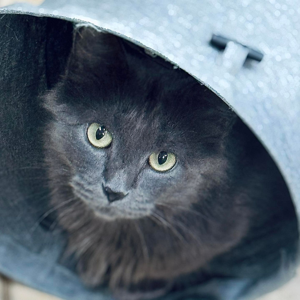 wwah cat 1.jpg