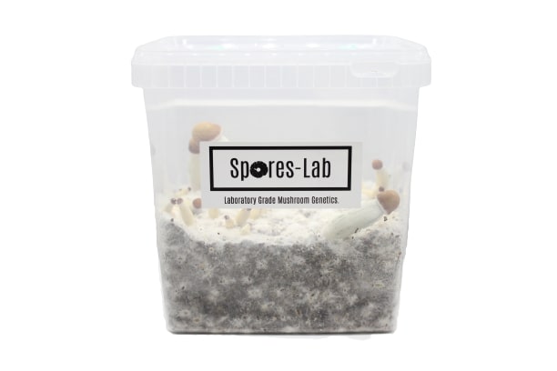 mushroom spore harvesting kit mushroom spore harvesting kit