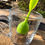 Thumbnail: Leaf tea infuser