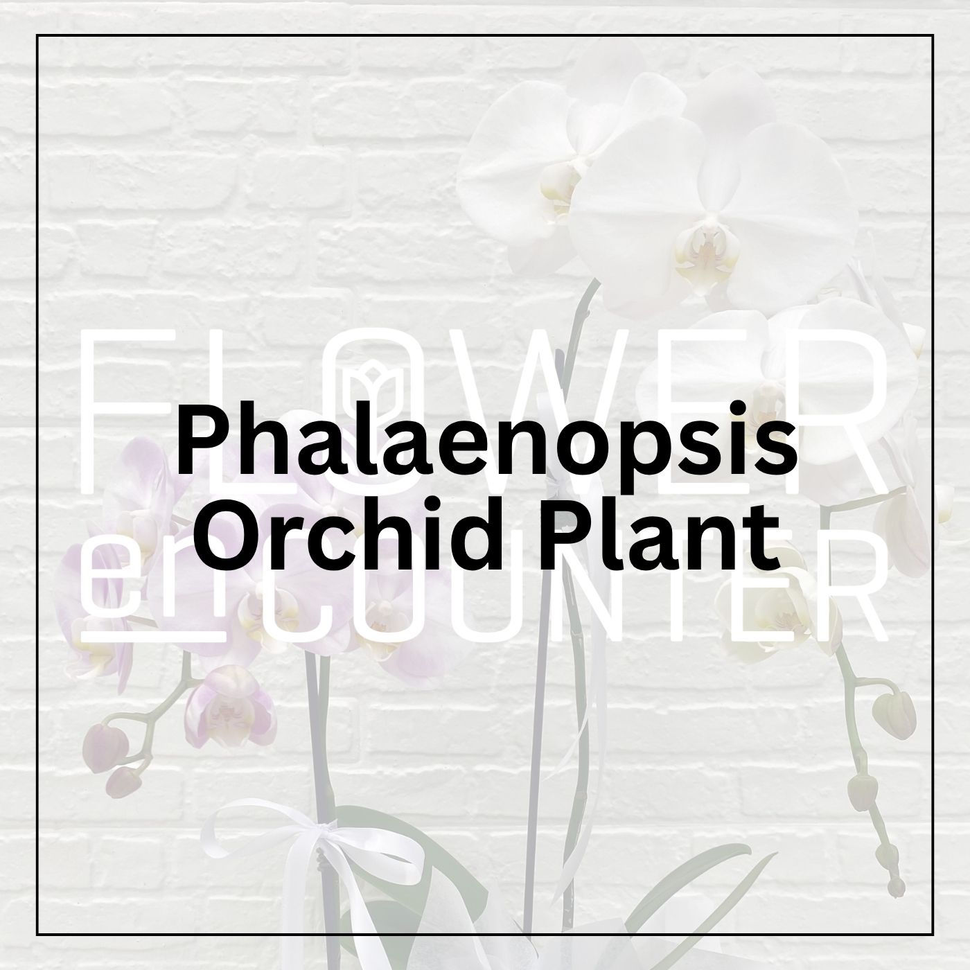 Phalaenopsis Orchid Plant