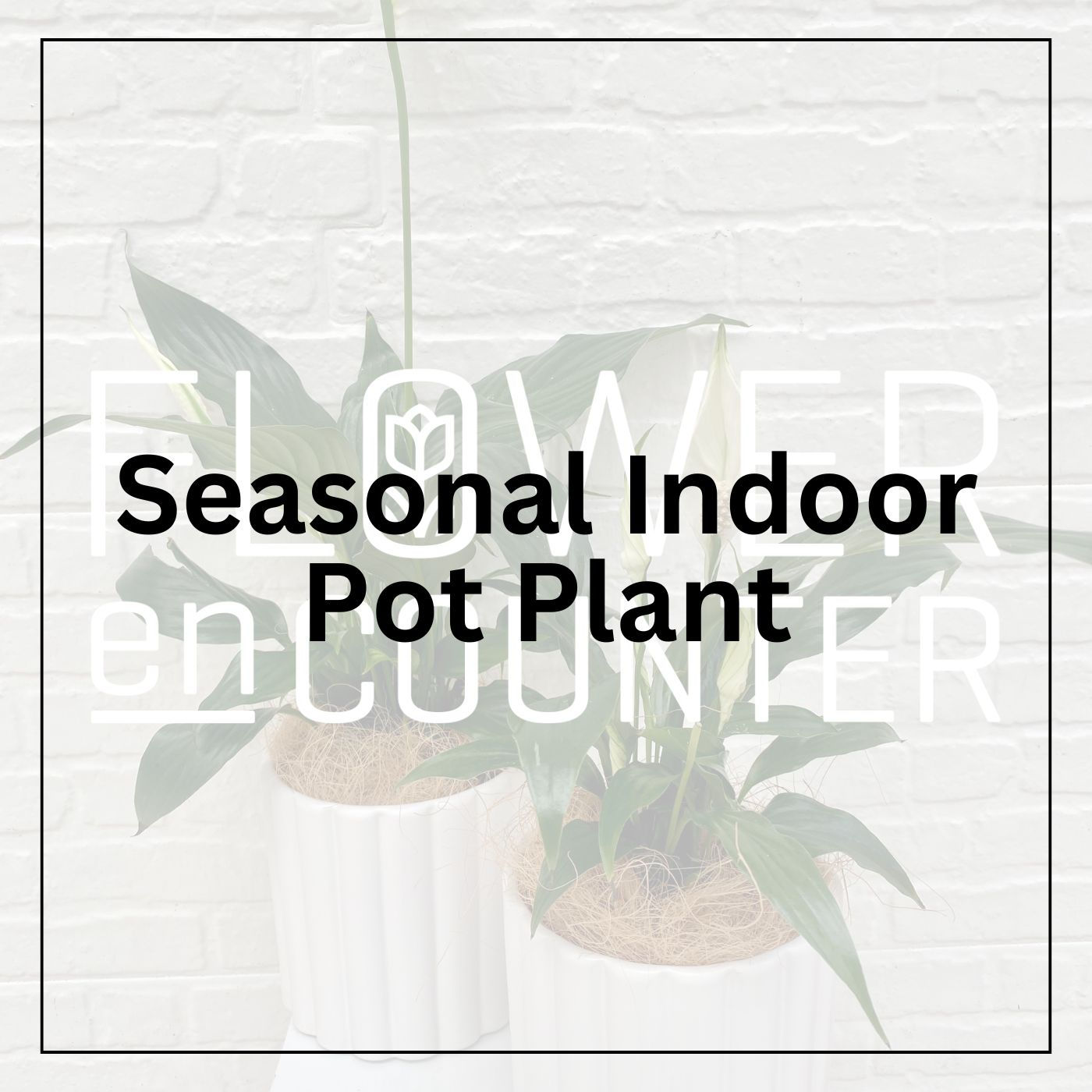 Seasonal Indoor Pot Plant
