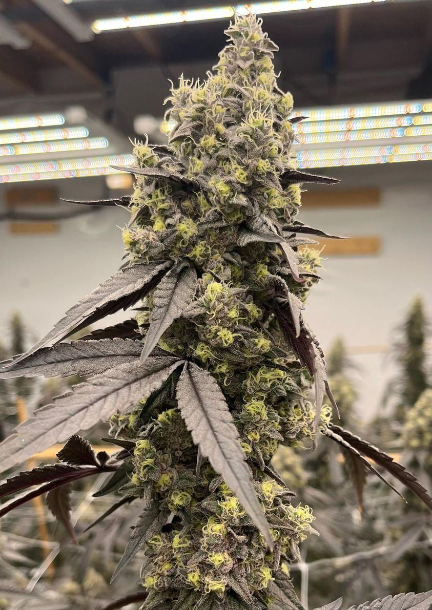 Get To Know Your Community Funk House Farms