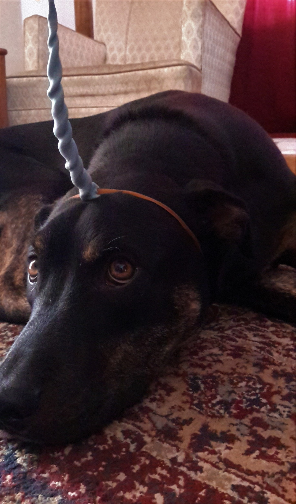 a black lab mix lies on the floor with a blue plasticine unicorn horn strapped to the top of its head