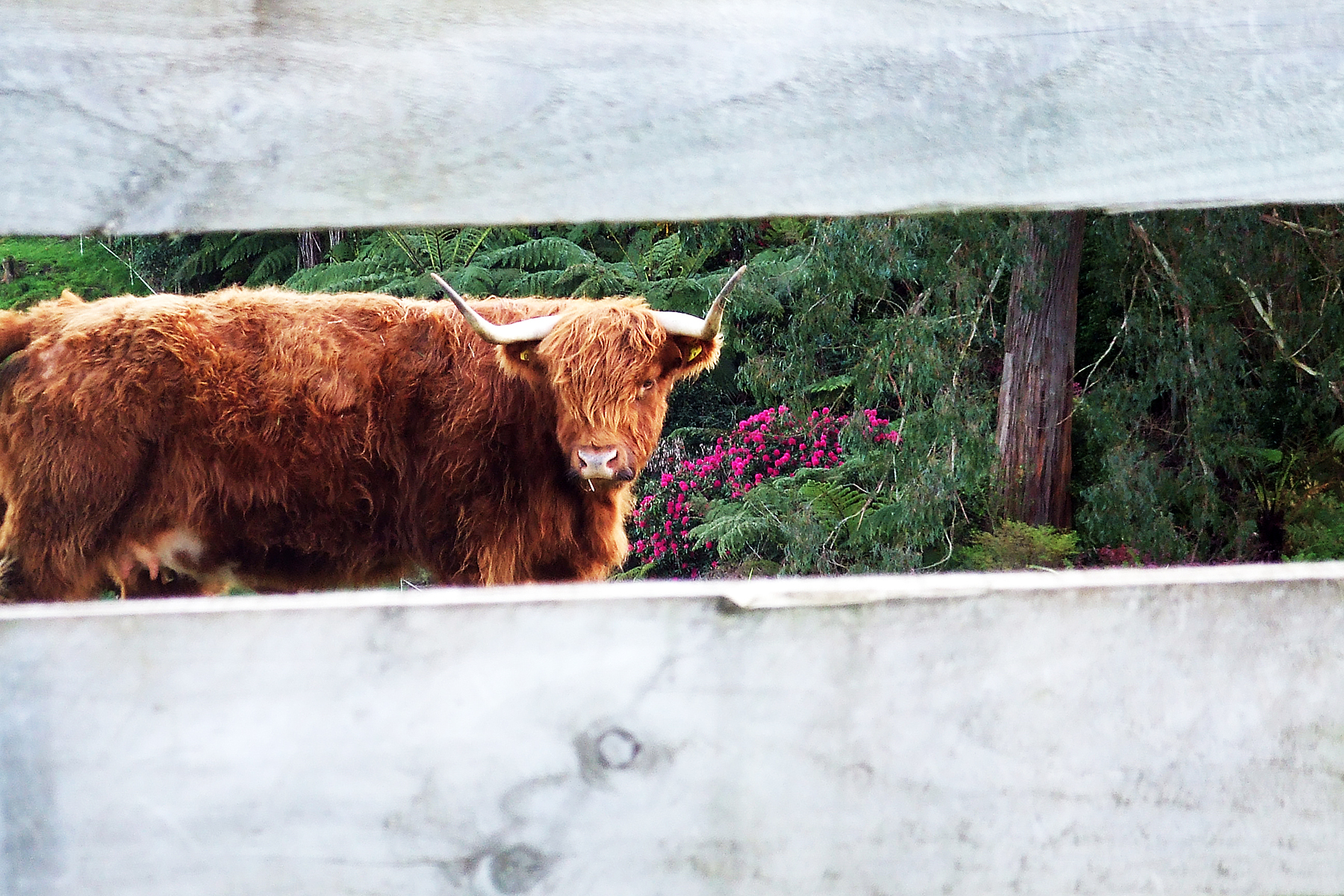 Hairy Cow
