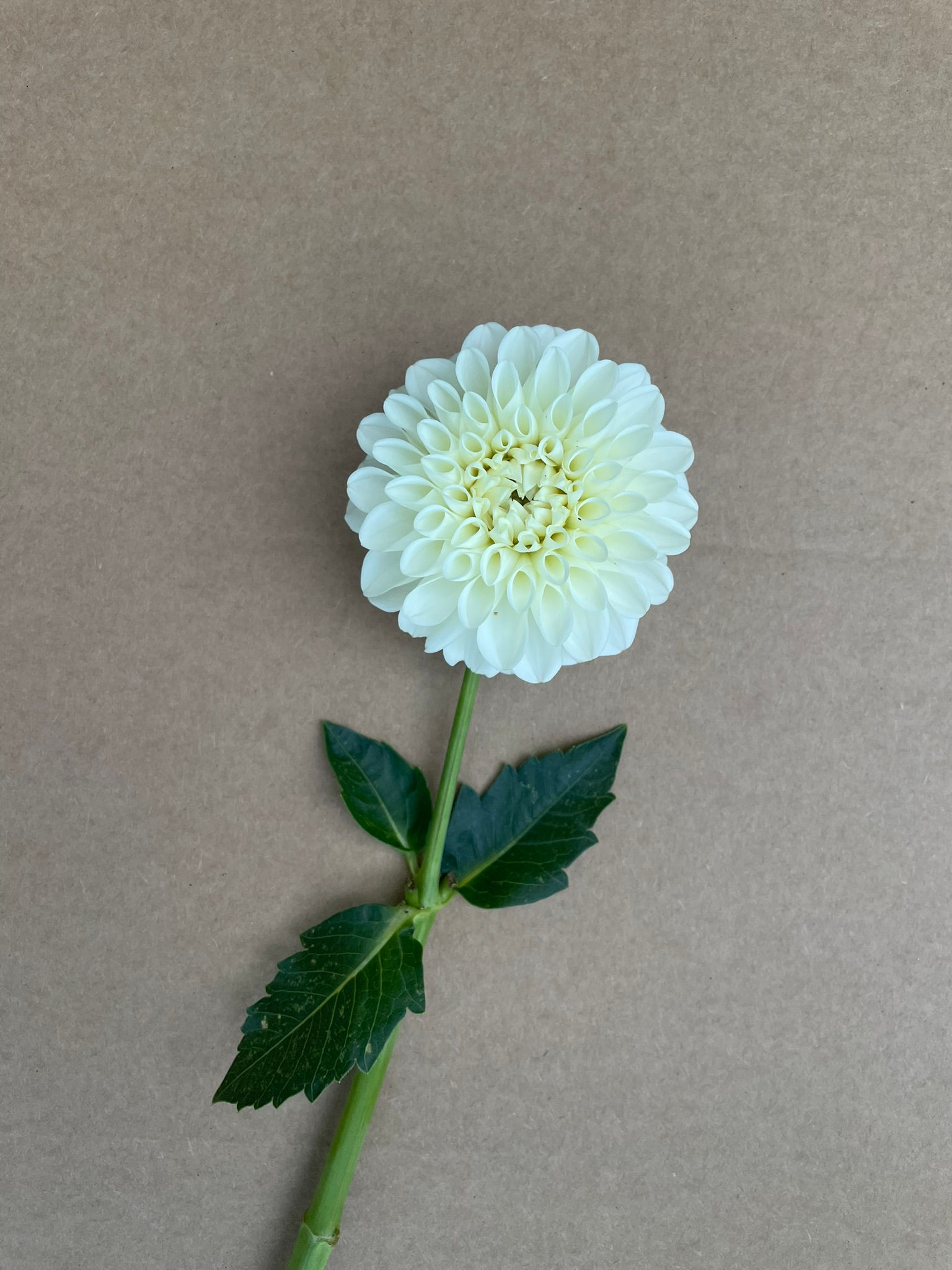 Dahlia (small per stem) Boom Boom White