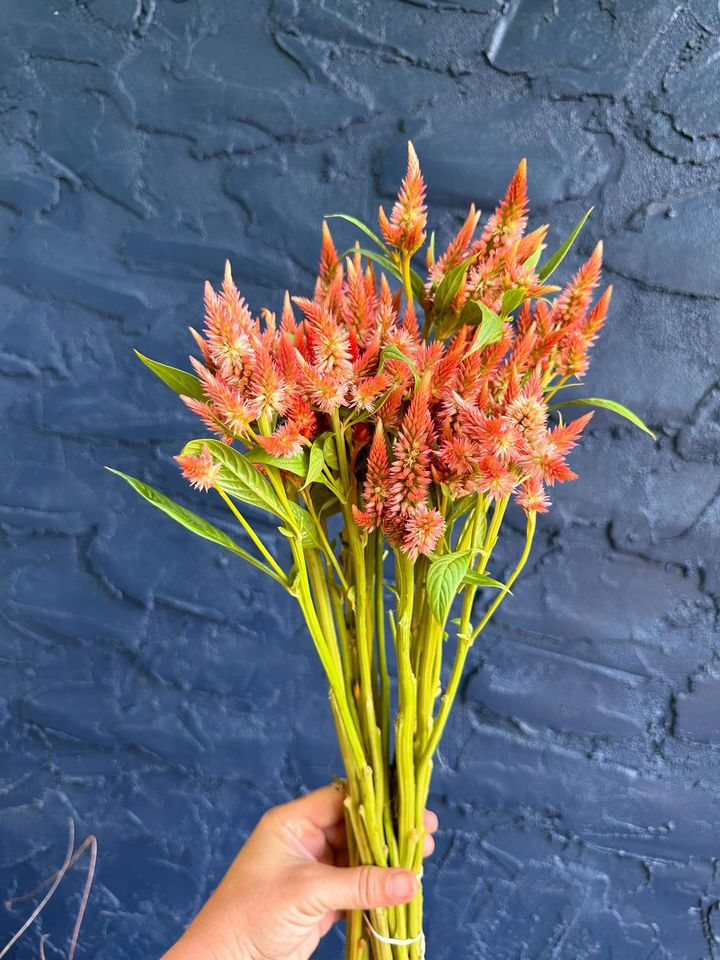 Celosia (wheat) - Celway - Terracotta