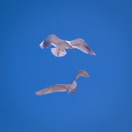 Two seagulls flying in a blue sky