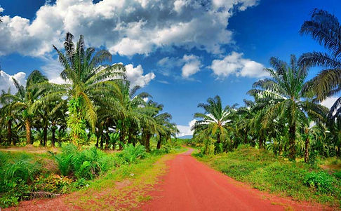 palm-oil Road.jpg