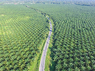 Plantation-1.jpg
