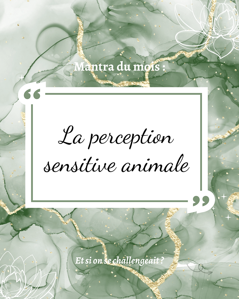 Sensitive Animals La perception sensitive animale