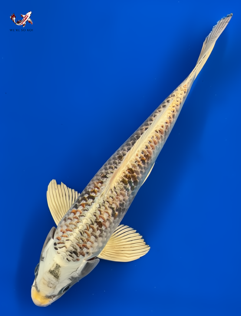 12"  Matsuba