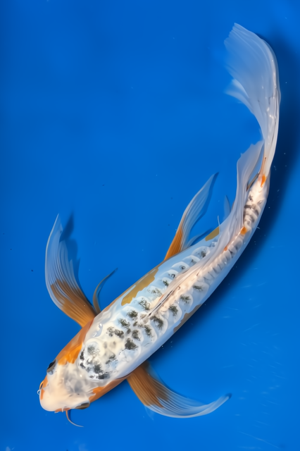 13"  Butterfly Shusui