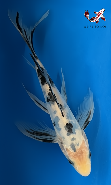 8"  Butterfly Bekko