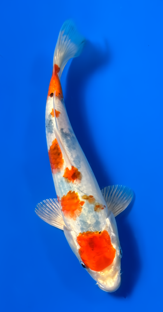 7" Tancho Sanke