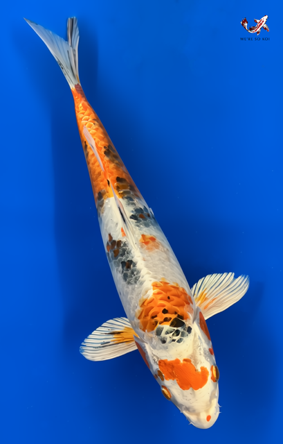 11"  Yamato Nishiki
