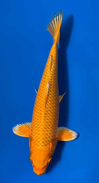 11"  Yamabuki