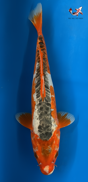12"  Shusui