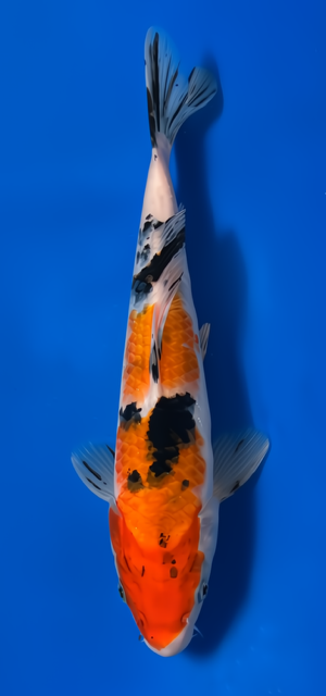 10"  Sanke