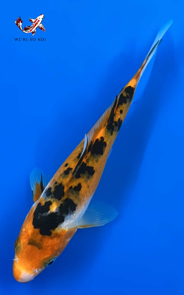6"  Sanke
