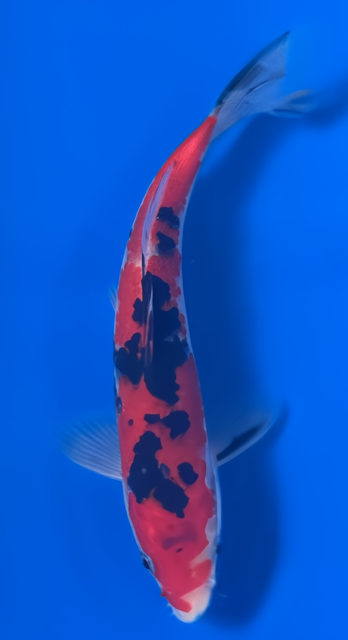 8"  Sanke