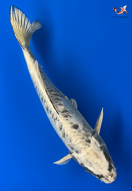 8.5"  Kikokuryu