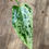Thumbnail: Variegated Philodendron Ilsemanii Rooted Mid cutting 