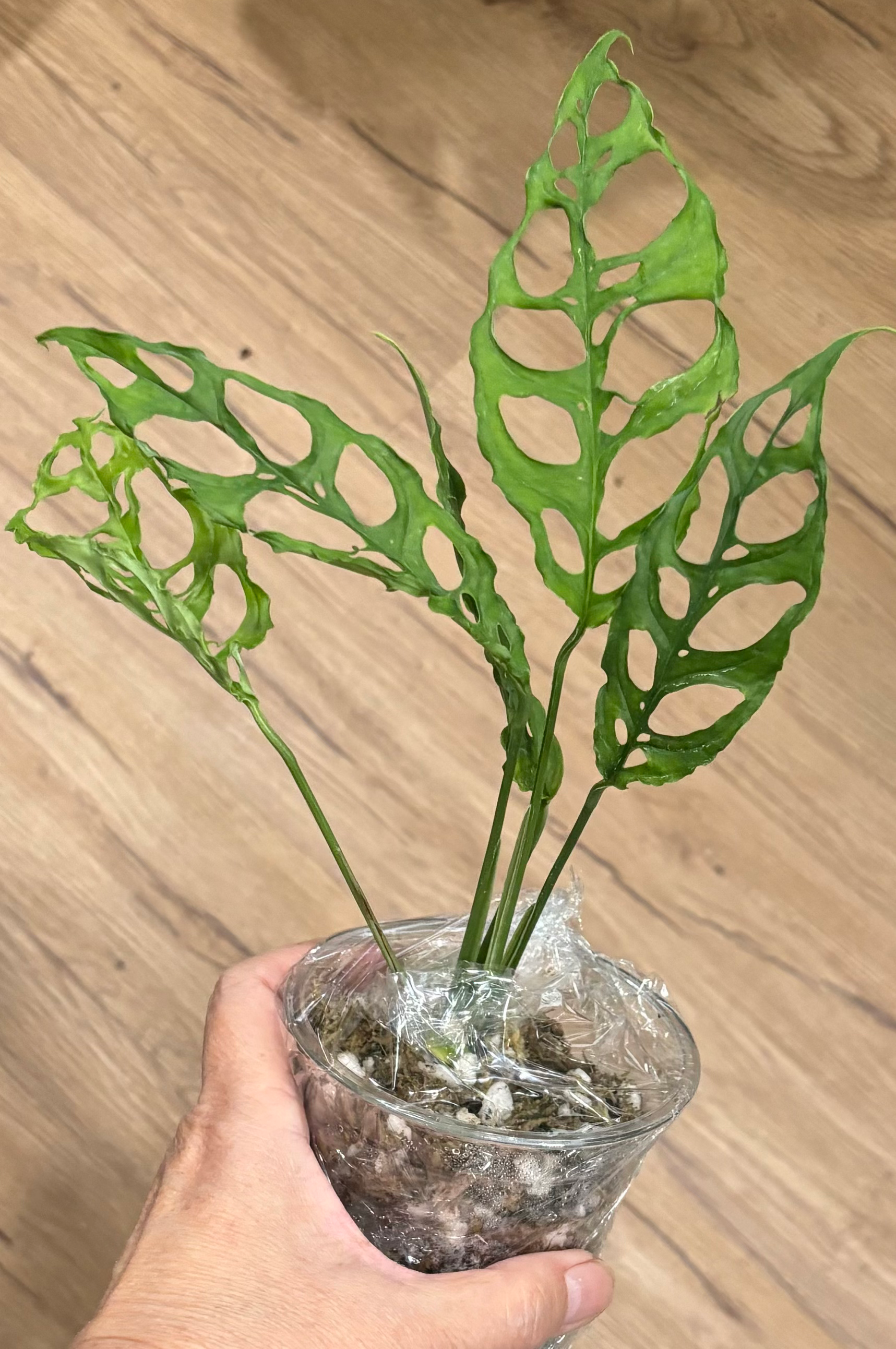 Monstera Obliqua Peruvian Rooted Cutting From Mama Plant