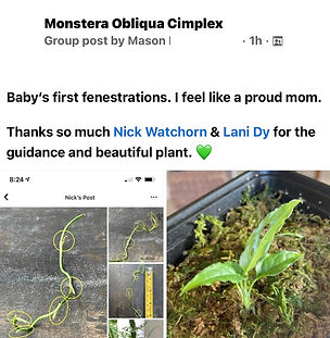 Another positive testimonial for Nick Watchorn and Lani Dy at Our Tropical Plants