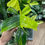 Thumbnail: Variegated Philodendron Pedatum Cutting (RARE)