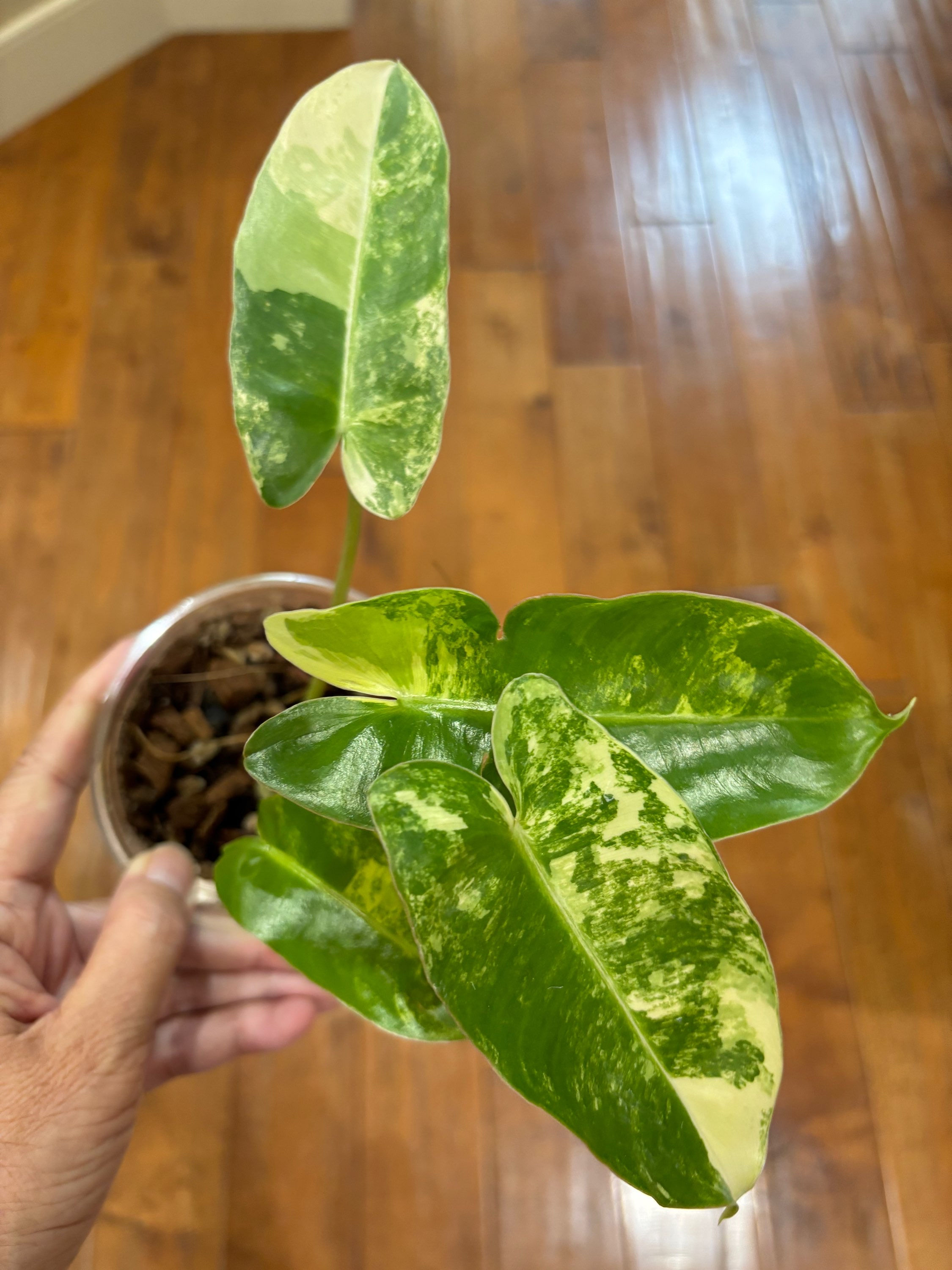 Variegated Philodendron Burle Marx
