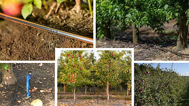 orchard.jpg