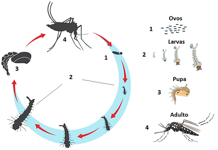 Ciclo de Vida do Mosquito.png