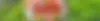 GlutenFreeMeals.webp
