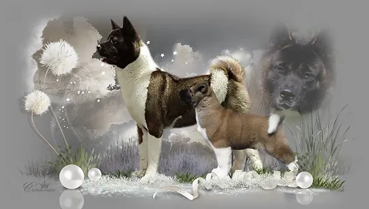 Home American Akita