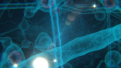 Neurones (2)