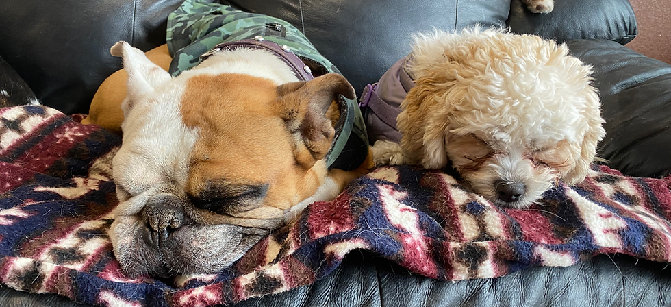 Dogs sleeping at doggy daycare