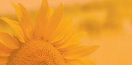Sunflowerbackground-1.jpg
