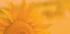 Sunflowerbackground-1.jpg